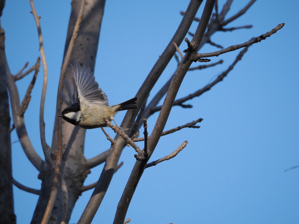 Coal Tit - ML647460235