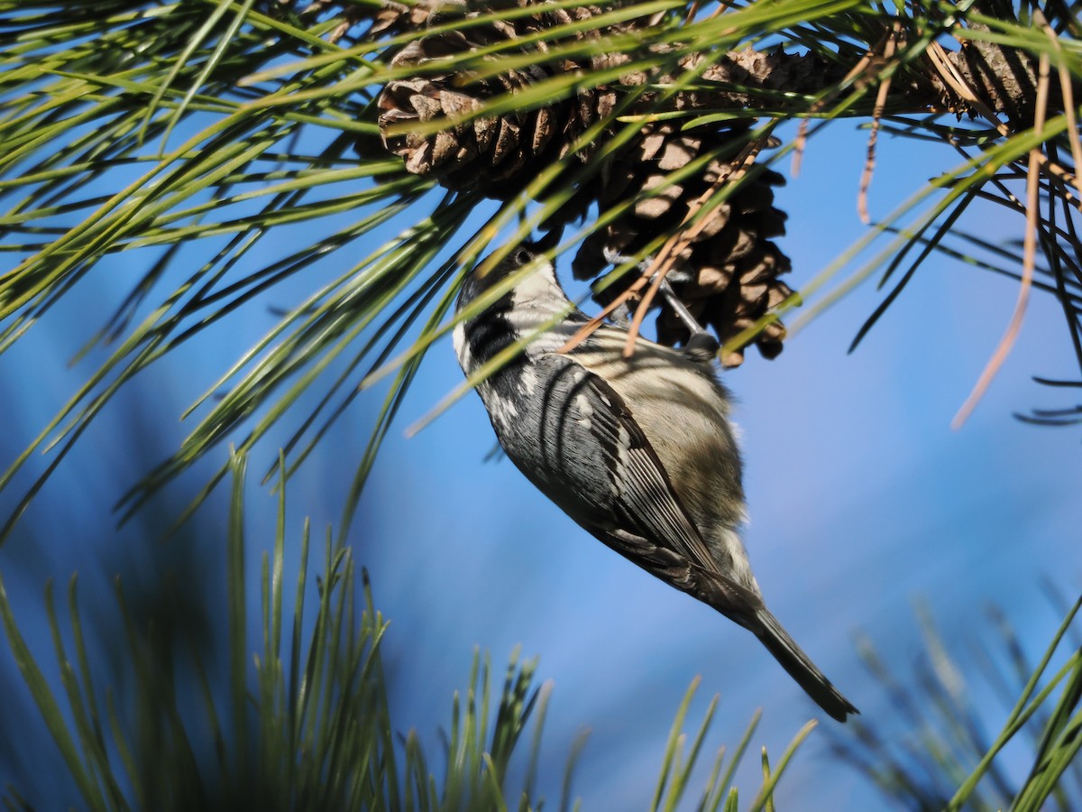 Coal Tit - ML647460236