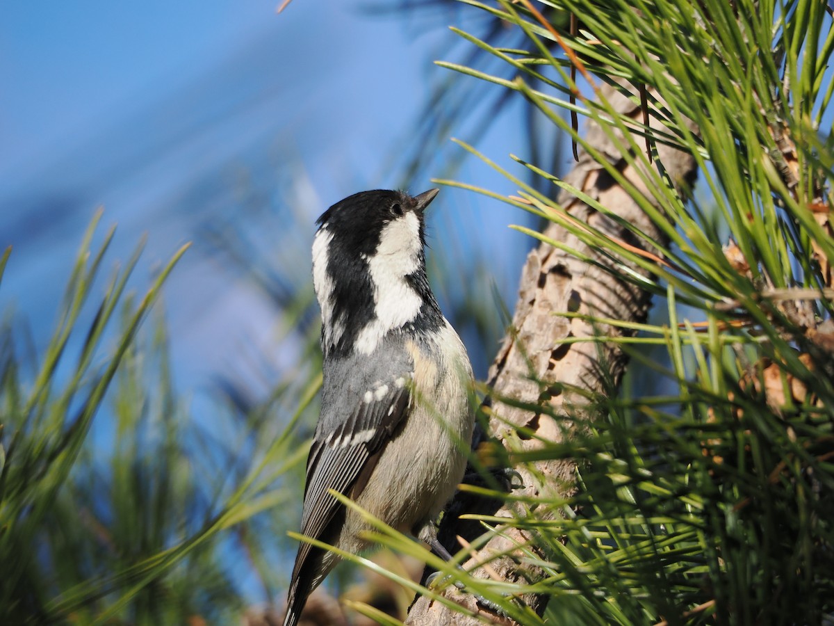 Coal Tit - ML647460237