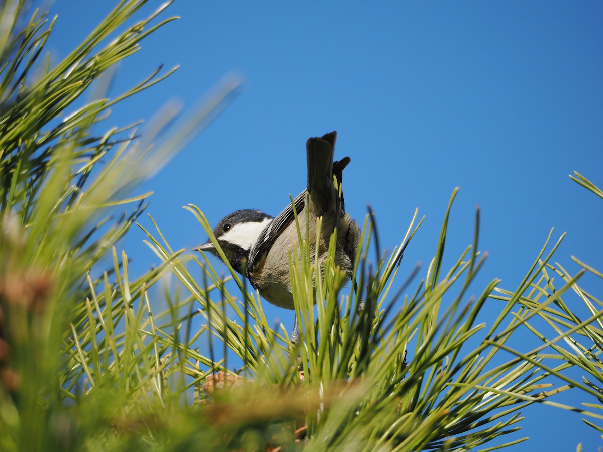 Coal Tit - ML647460238
