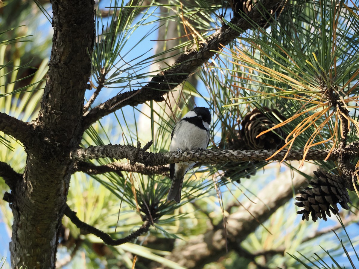 Coal Tit - ML647460239