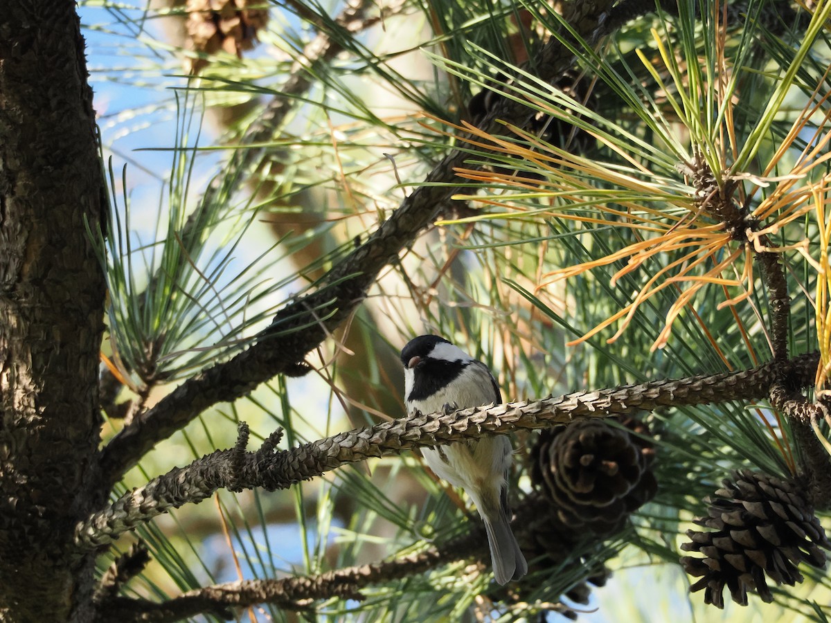 Coal Tit - ML647460240