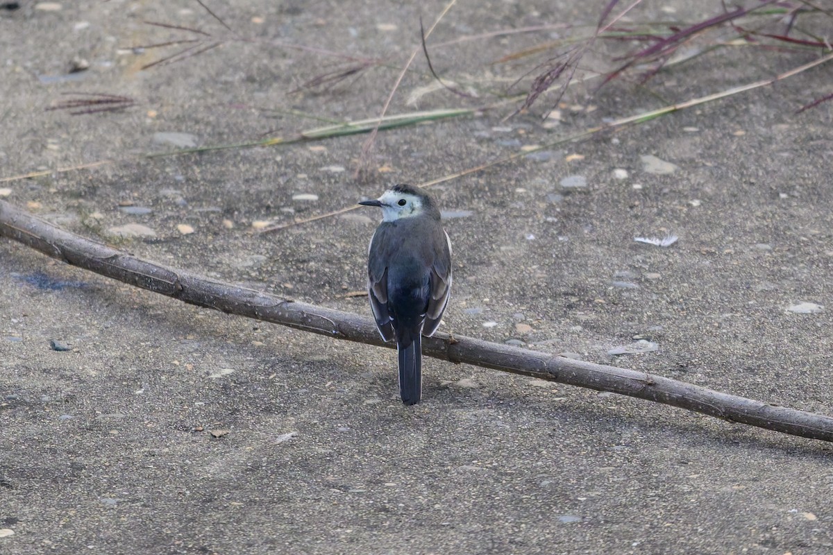 konipas bílý - ML647460279