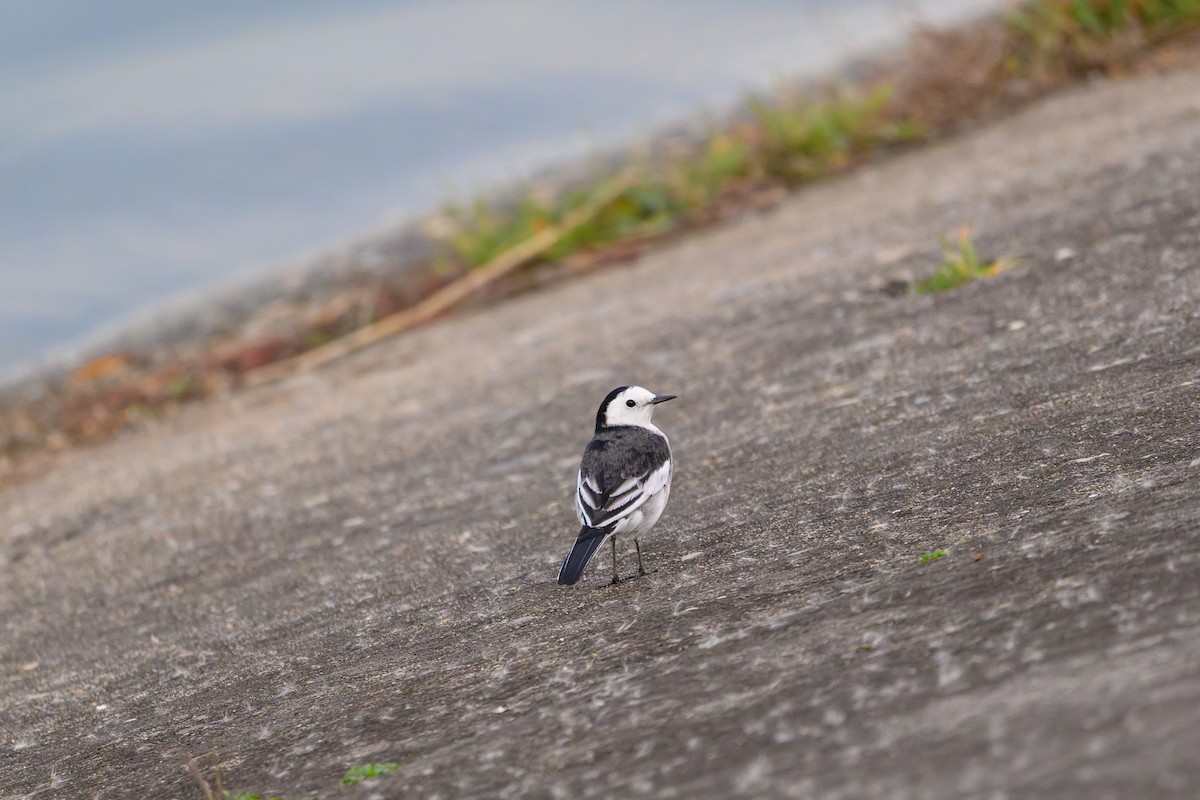 konipas bílý - ML647460280