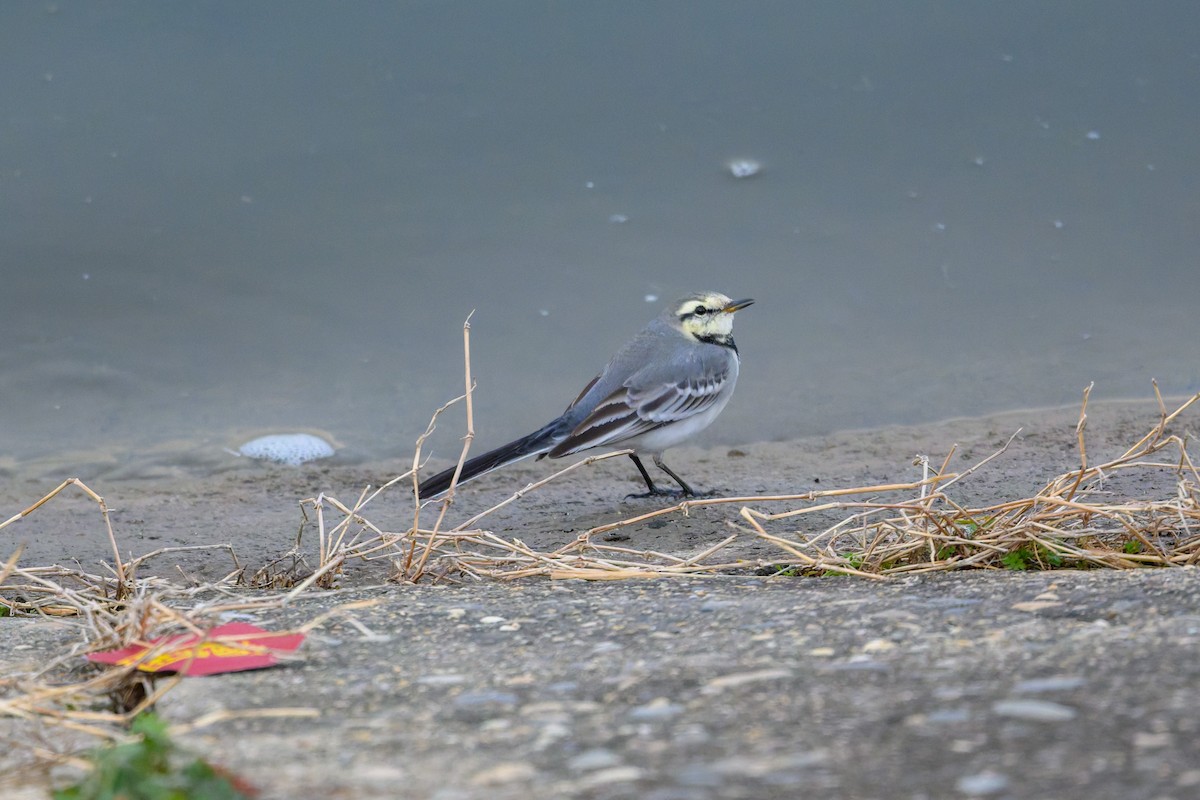 konipas bílý - ML647460281