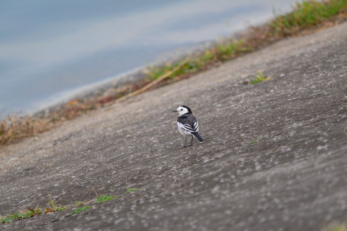 konipas bílý - ML647460282