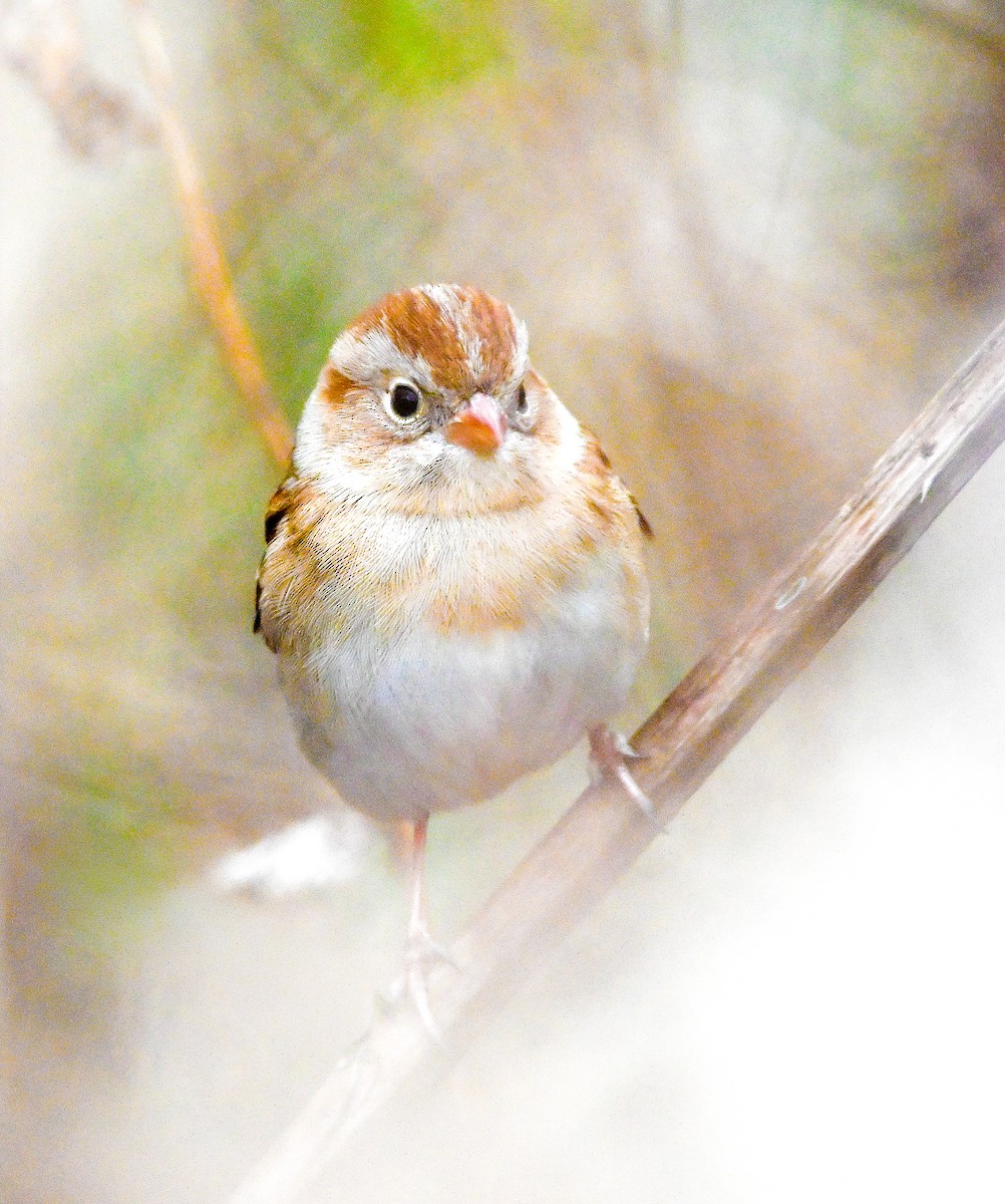 Field Sparrow - ML647460313