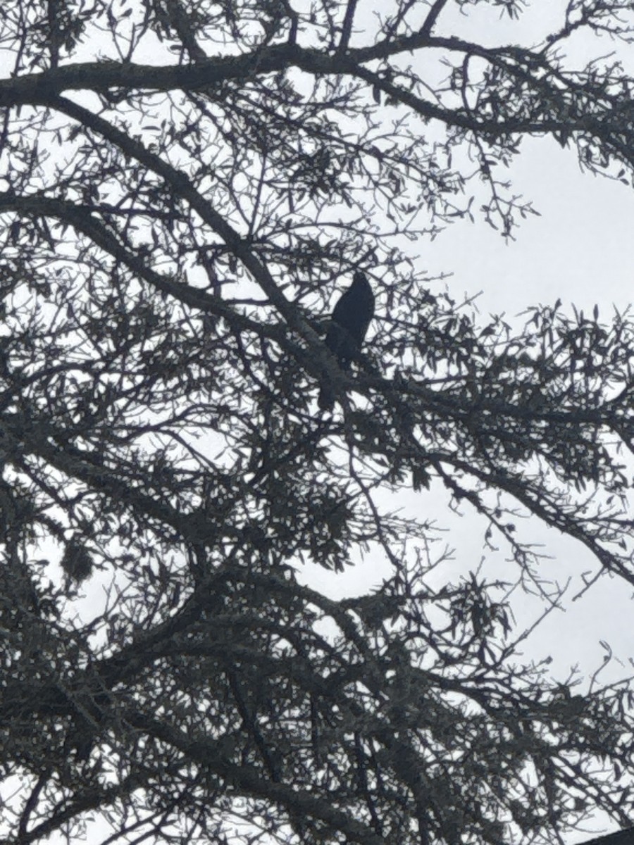 ウオガラス - ML647460325