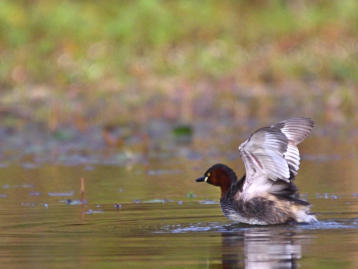 Little Grebe - ML647460335