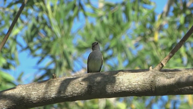 Piojito Pardo - ML647460348