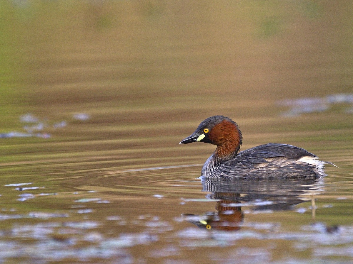 Little Grebe - ML647460352