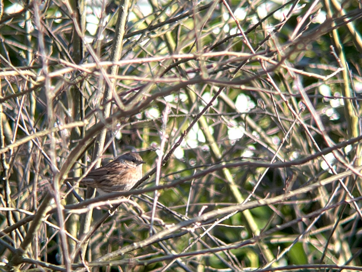 Dunnock - ML647460364