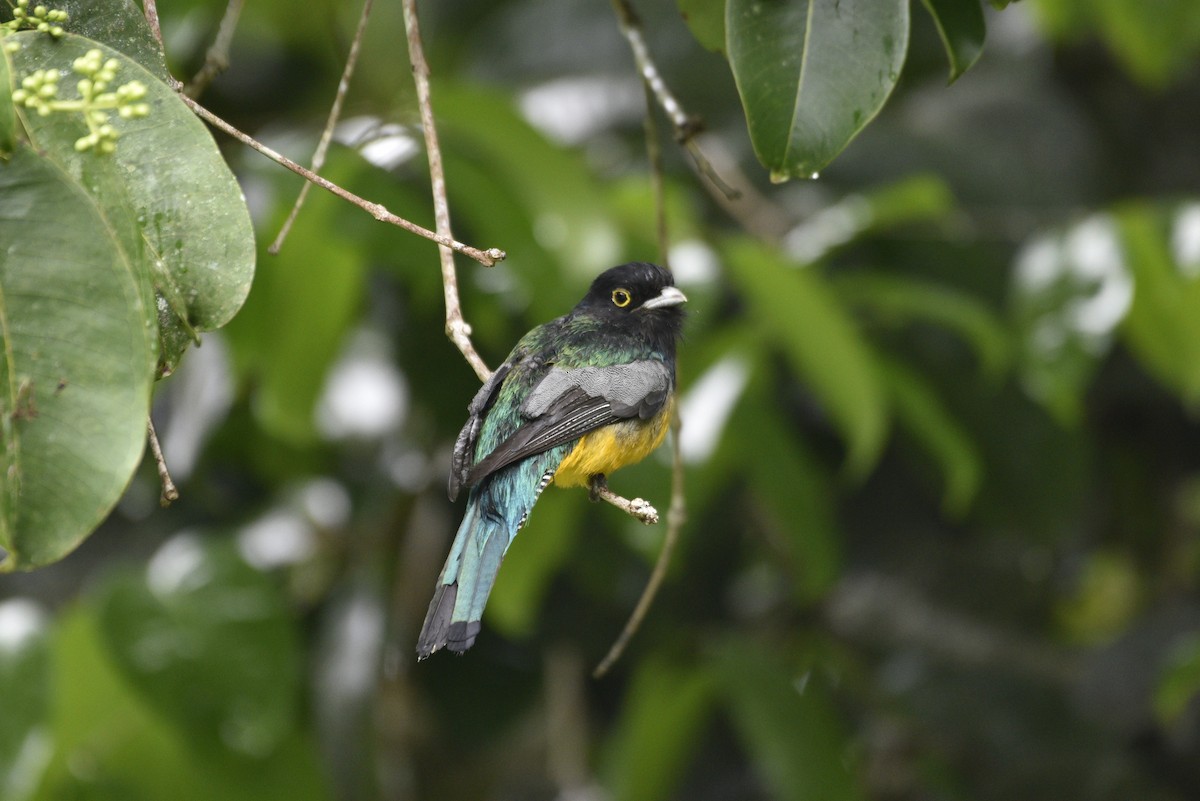 Mor Trogon - ML647460377