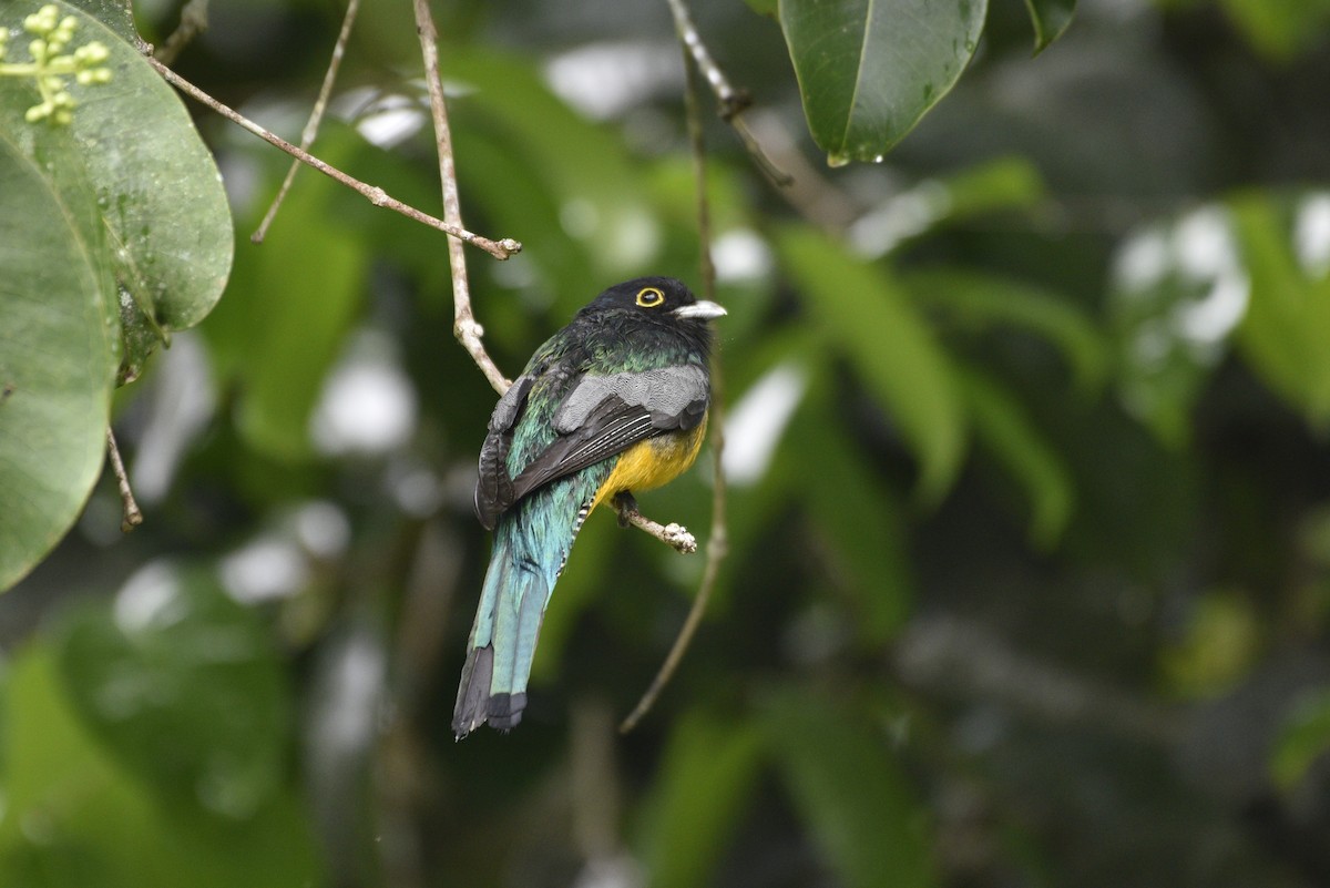 Mor Trogon - ML647460383