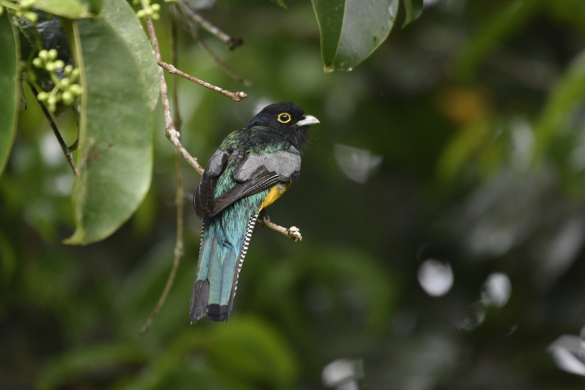 Mor Trogon - ML647460389