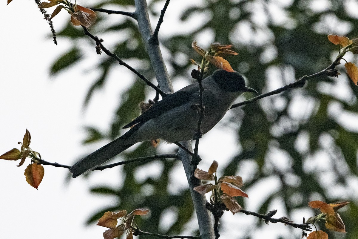 Black-headed Sibia (Black-headed) - ML647460412