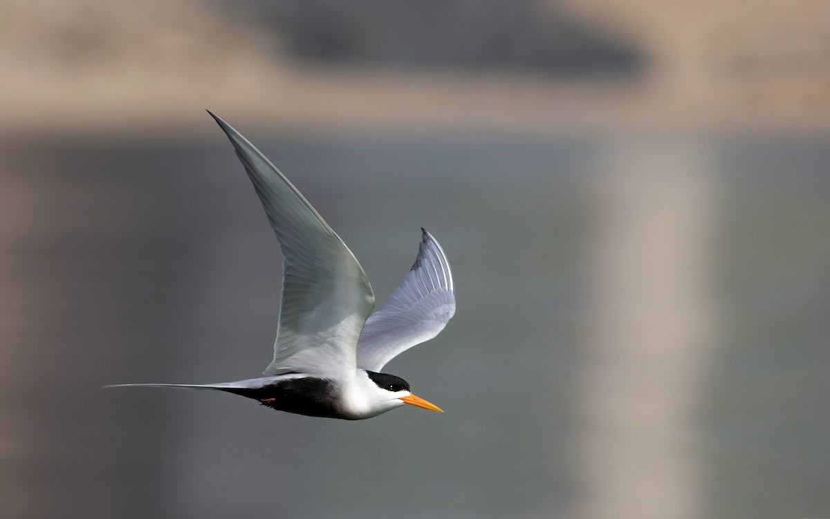 インドアジサシ - ML647460422