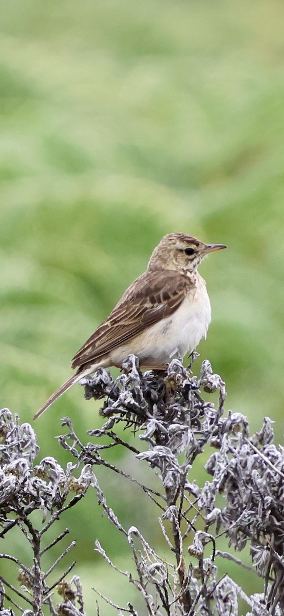 Plateau Lark - ML647460426