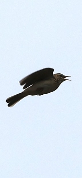 Plateau Lark - ML647460427