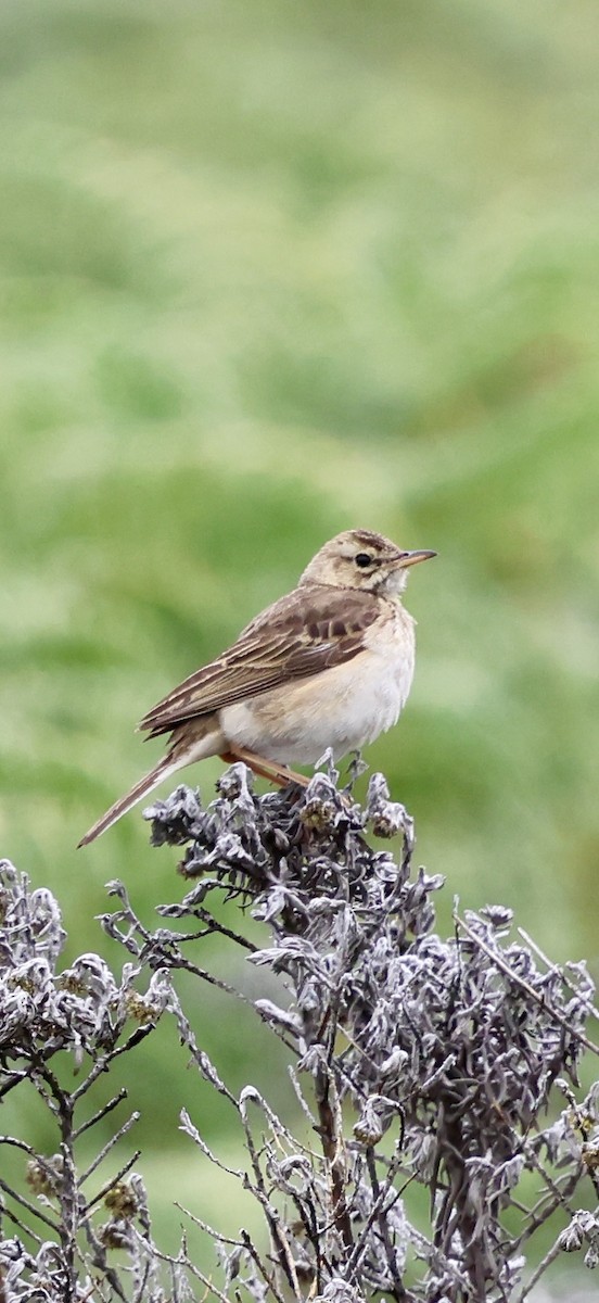 Plateau Lark - ML647460429