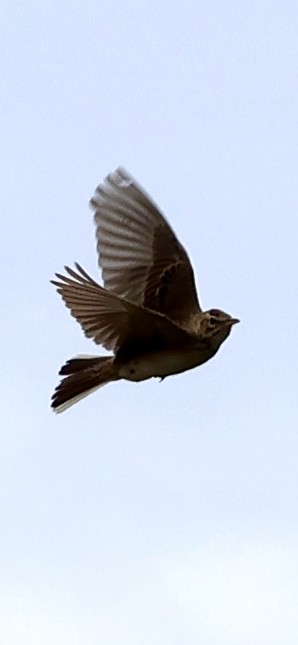 Plateau Lark - ML647460430