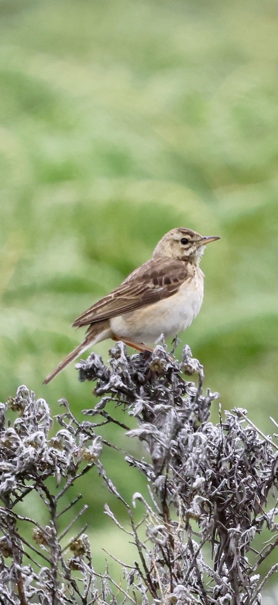 Plateau Lark - ML647460431