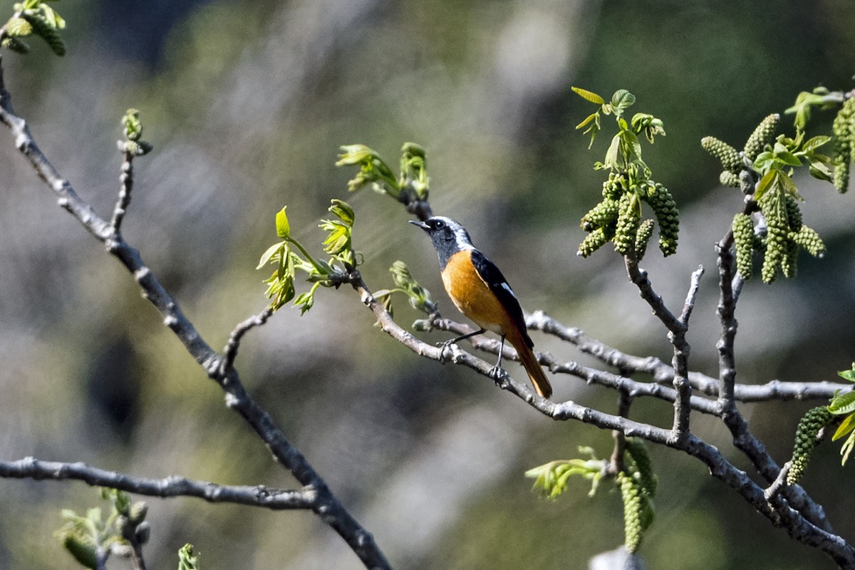 ジョウビタキ - ML647460432