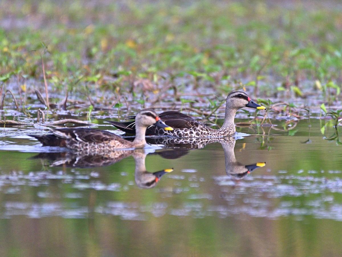 アカボシカルガモ - ML647460433