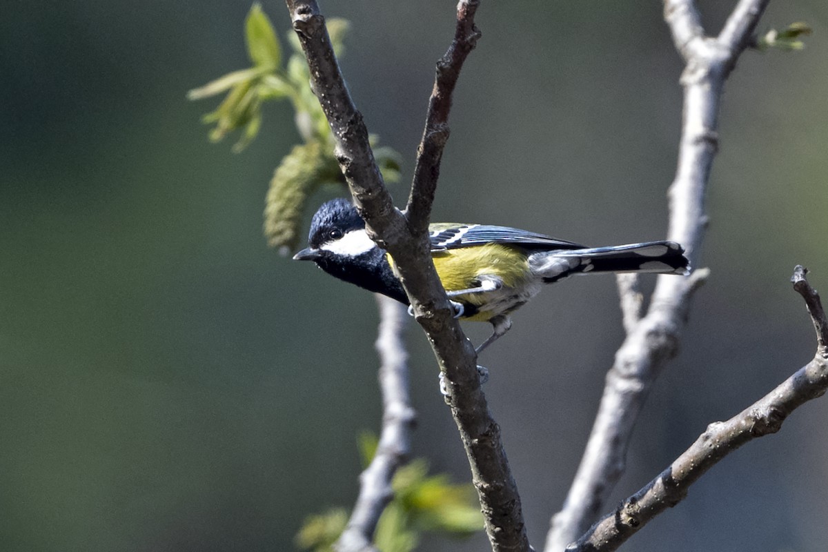 キバラシジュウカラ - ML647460435