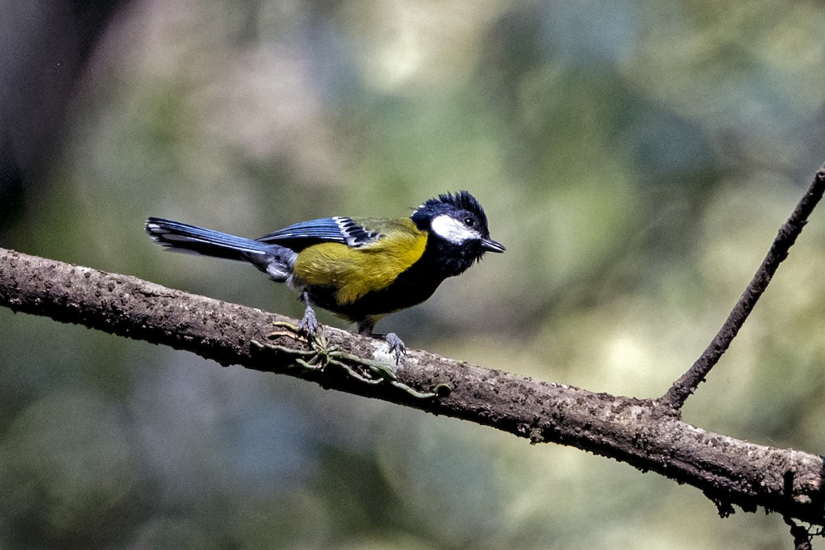 キバラシジュウカラ - ML647460436