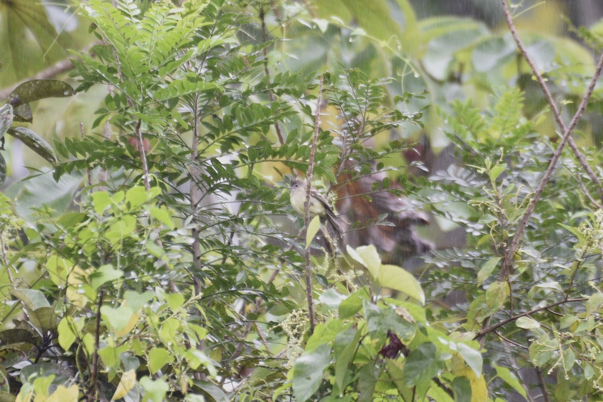 キバラシラギクタイランチョウ - ML647460438