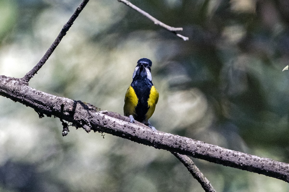 キバラシジュウカラ - ML647460439