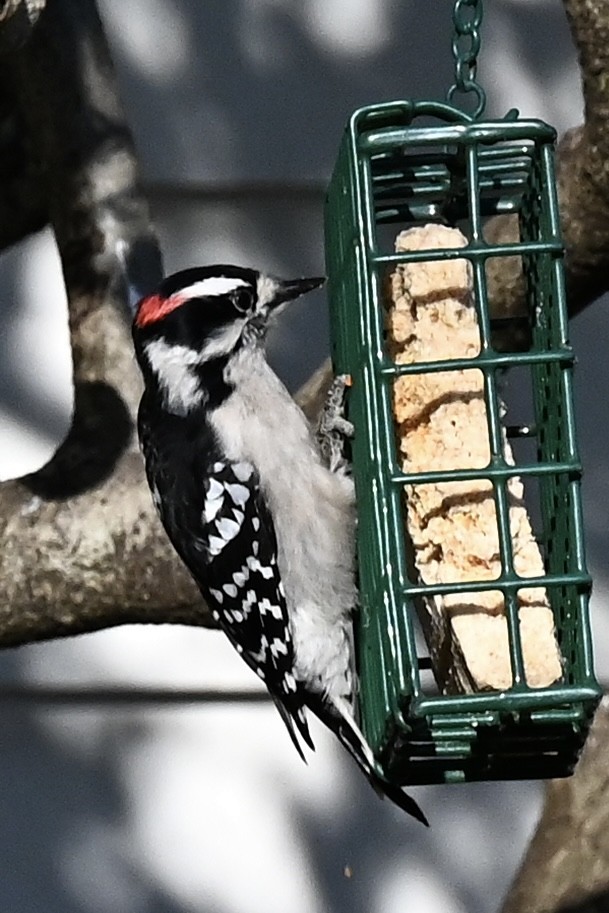 セジロコゲラ - ML647460440