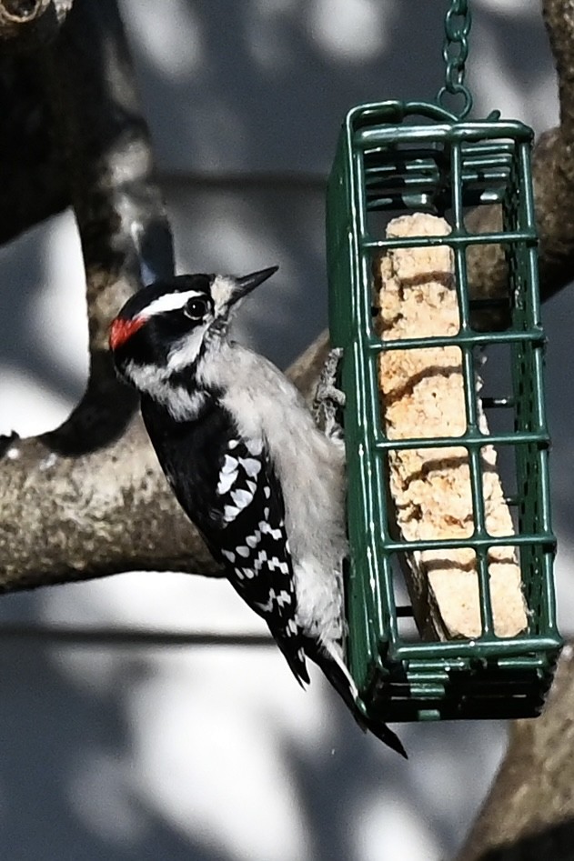 セジロコゲラ - ML647460441