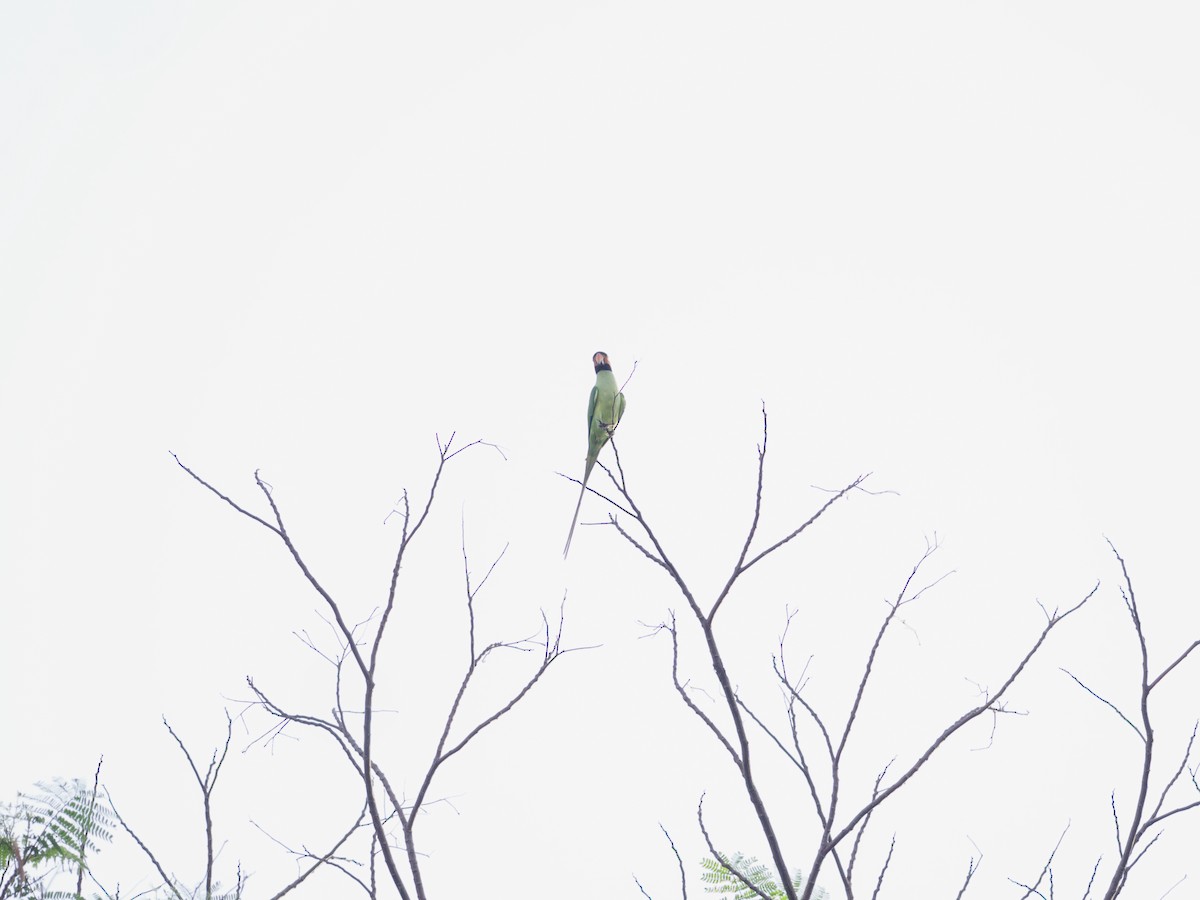 オナガダルマインコ - ML647460442