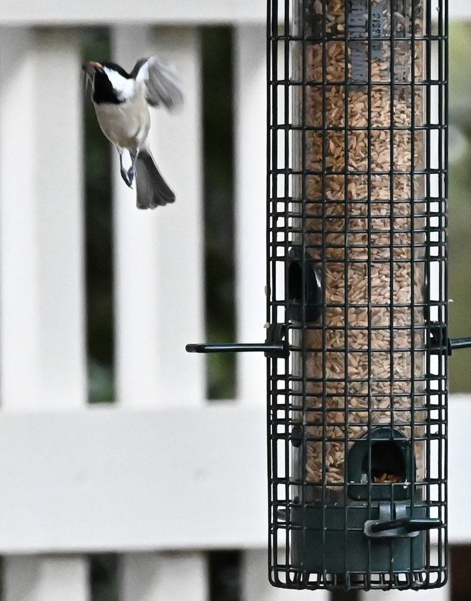 カロライナコガラ - ML647460443