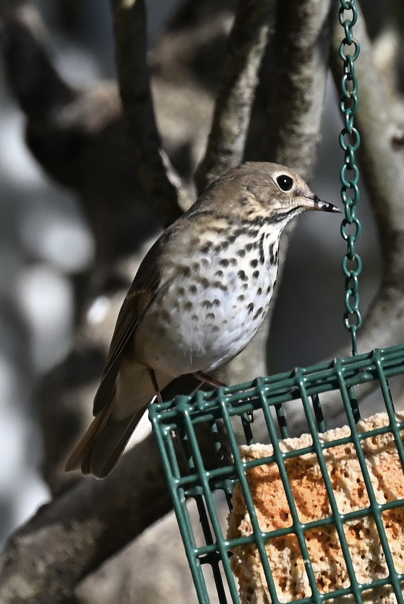 チャイロコツグミ - ML647460451