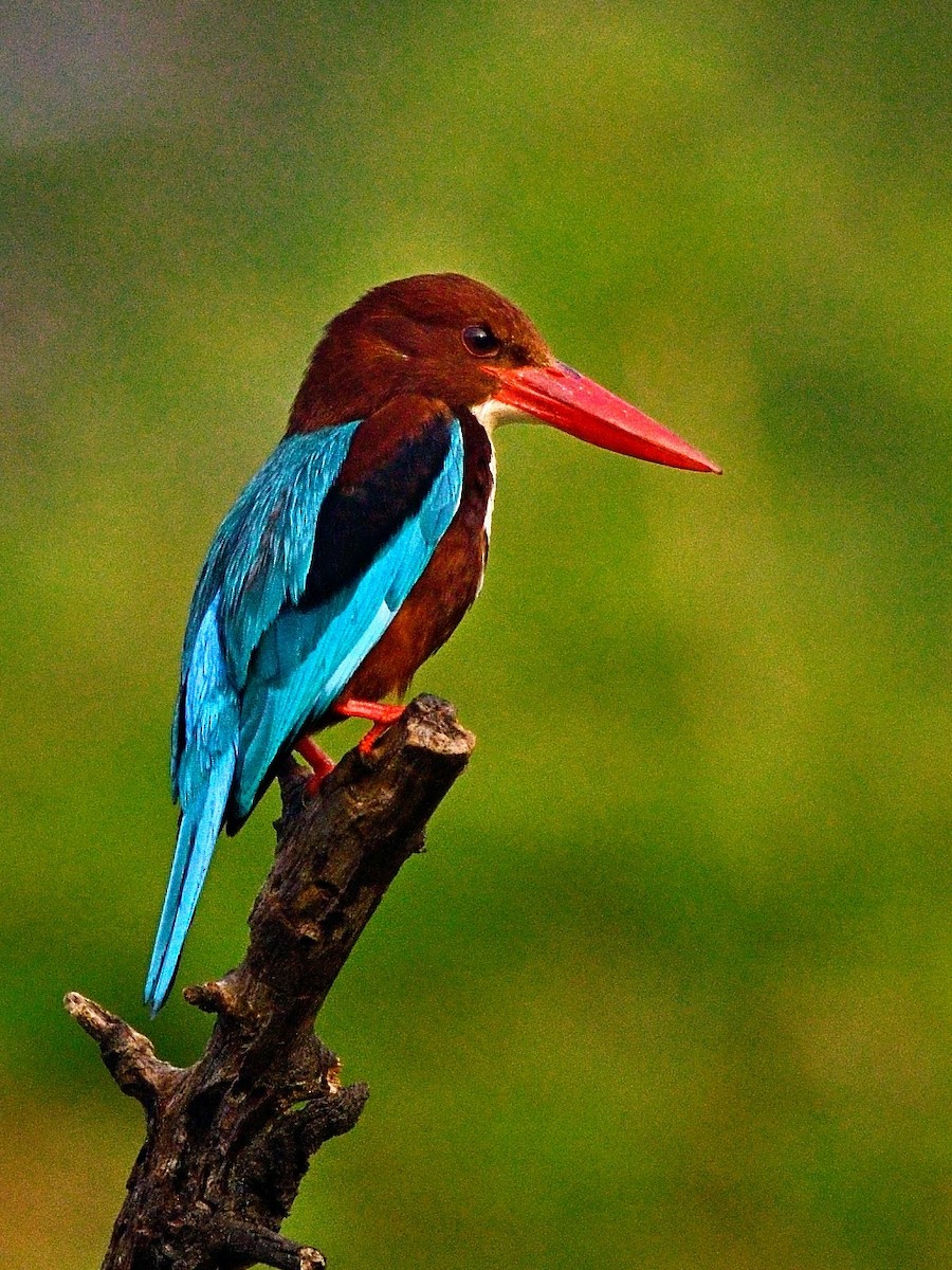 アオショウビン - ML647460453