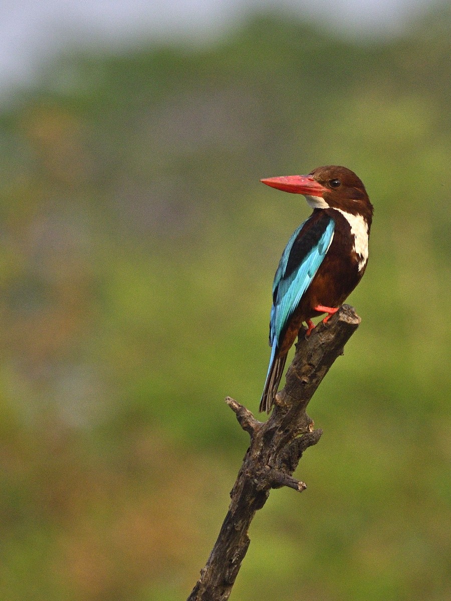 アオショウビン - ML647460454