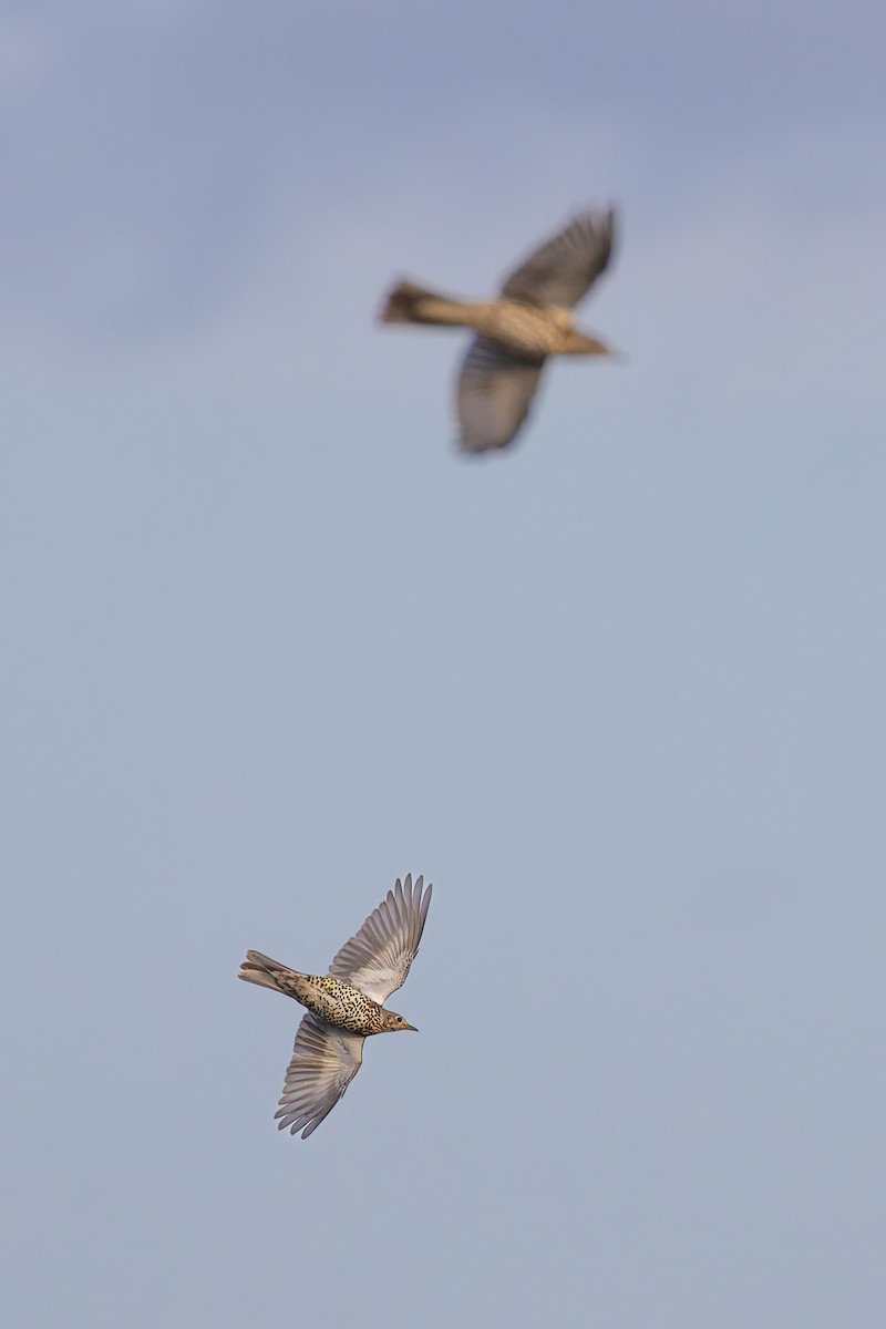 ヤドリギツグミ - ML647460455