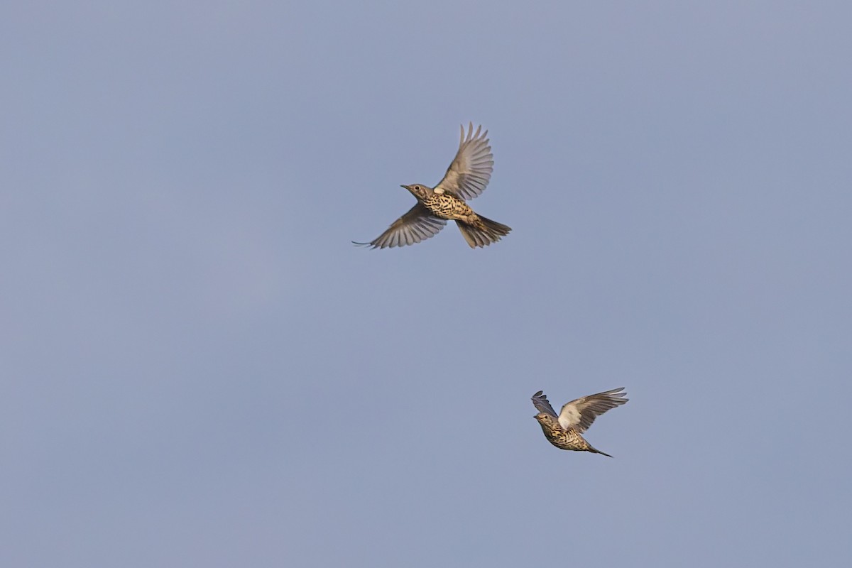 ヤドリギツグミ - ML647460456