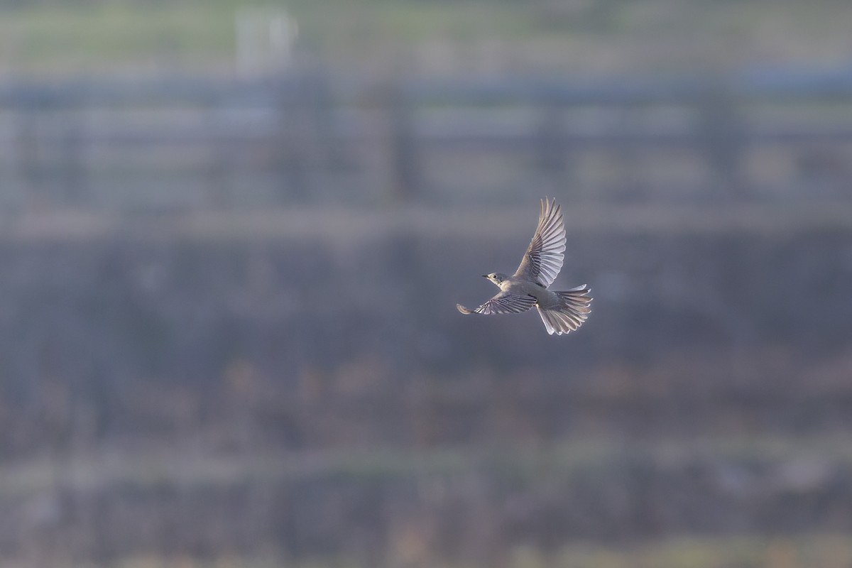 ヤドリギツグミ - ML647460457