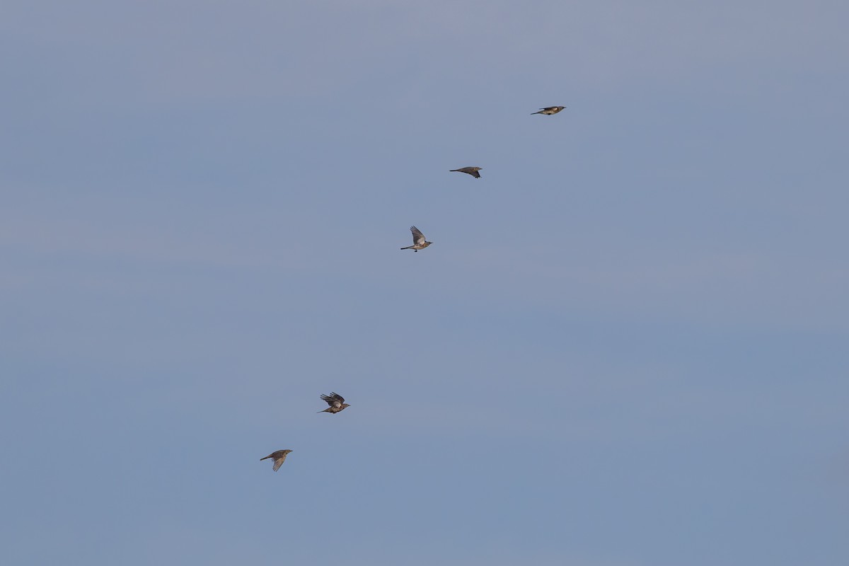 ノハラツグミ - ML647460461