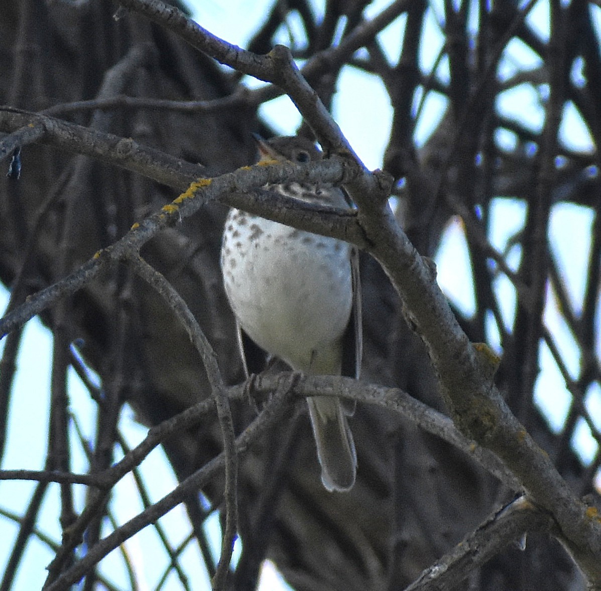 チャイロコツグミ - ML647460462