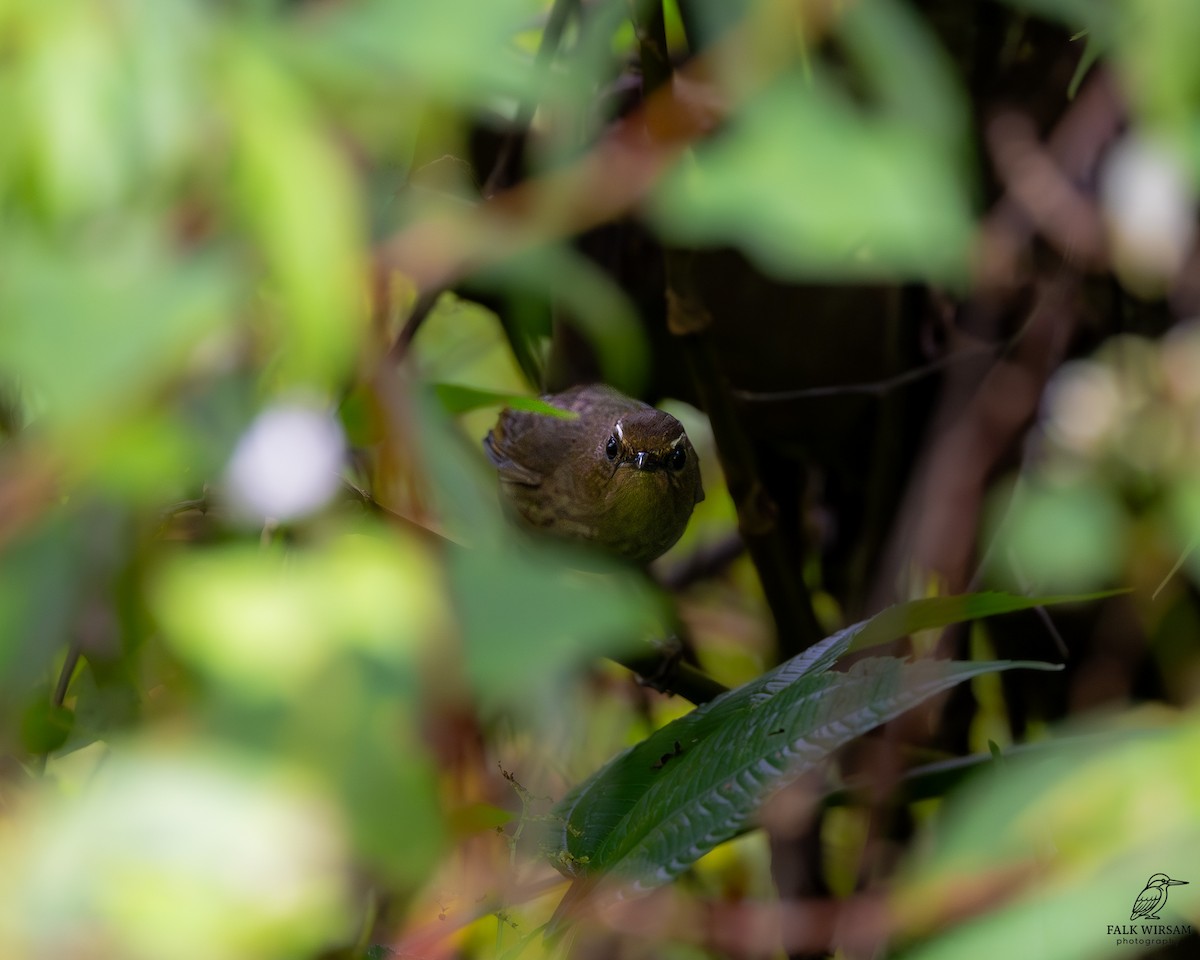 タイワンコバネヒタキ - ML647460463