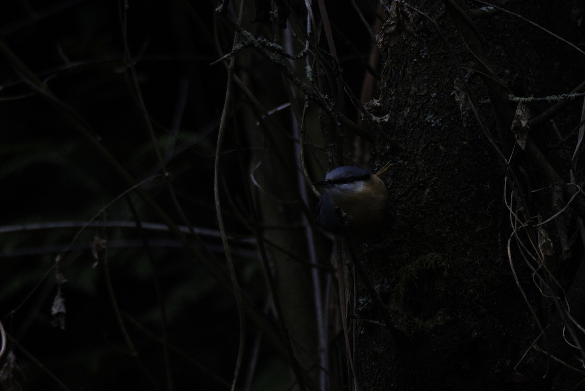 סיטה אירופית - ML647460491