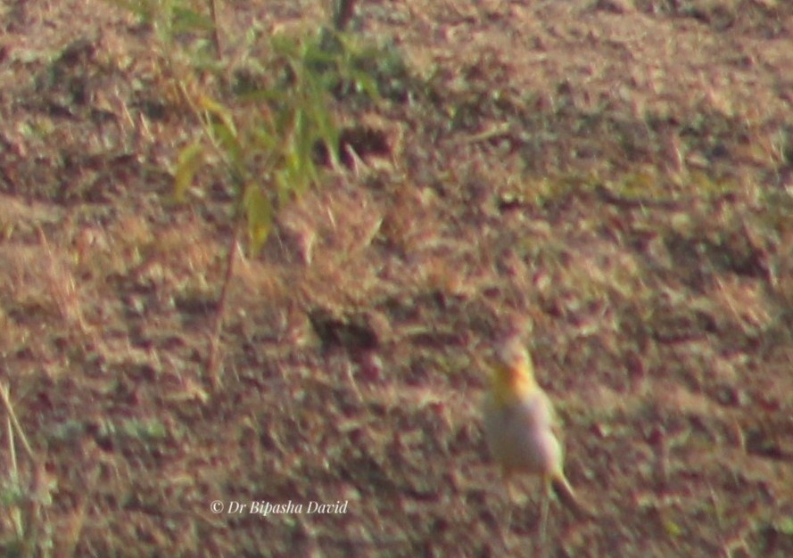 נחליאלי לימוני - ML647460496