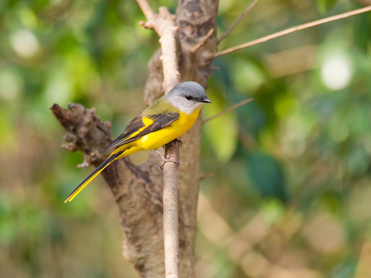 gråhakemønjefugl - ML647460517