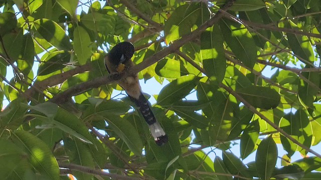 Urraca Vagabunda - ML647460530