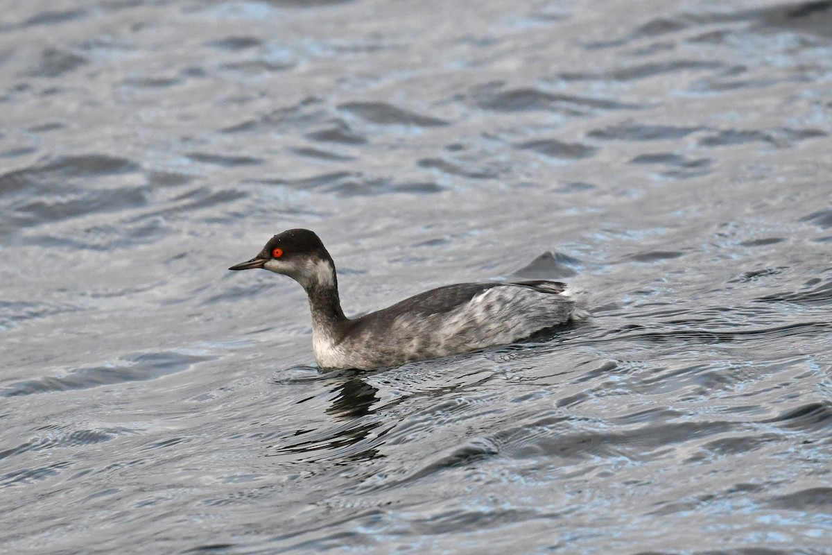 Schwarzhalstaucher - ML647460535